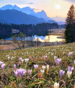 Spring meadow with wild crocuses at Geroldsee (Wagenbrüchsee) against the Zugspitzgruppe (2962m) in the evening sun, Weiler Gerold, district of Krün bei Mittenwald, Wetterstein Mountains, Werdenfelser Land, Upper Bavaria, Bavaria, Germany Spring meadow with wild crocuses at Geroldsee (Wagenbrüchsee) against the Zugspitzgruppe (2962m) in the evening sun, Weiler Gerold, district of Krün bei Mittenwald, Wetterstein Mountains, Werdenfelser Land, Upper Bavaria, Bavaria, Germany